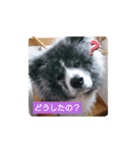 秋田犬 虎毛 -サスケ-（個別スタンプ：6）