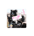 秋田犬 虎毛 -サスケ-（個別スタンプ：8）
