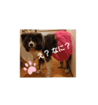 秋田犬 虎毛 -サスケ-（個別スタンプ：9）