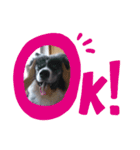 秋田犬 虎毛 -サスケ-（個別スタンプ：11）