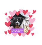 秋田犬 虎毛 -サスケ-（個別スタンプ：13）