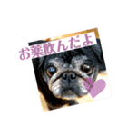 ライト動物病院 ver.1 2020（個別スタンプ：10）