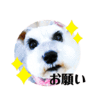 ライト動物病院 ver.1 2020（個別スタンプ：24）