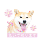 ライト動物病院 ver.1 2020（個別スタンプ：25）