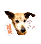 ライト動物病院 ver.1 2020（個別スタンプ：29）