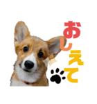 ライト動物病院 ver.1 2020（個別スタンプ：30）