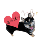 ライト動物病院 ver.1 2020（個別スタンプ：31）