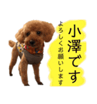 小澤家用スタンプ（個別スタンプ：1）