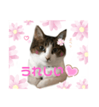 ねこにゃんスタンプ ③（個別スタンプ：2）