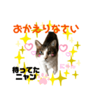 ねこにゃんスタンプ ③（個別スタンプ：4）