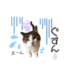 ねこにゃんスタンプ ③（個別スタンプ：5）