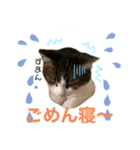 ねこにゃんスタンプ ③（個別スタンプ：6）