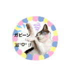 ねこにゃんスタンプ ③（個別スタンプ：7）