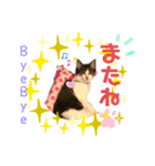ねこにゃんスタンプ ③（個別スタンプ：8）