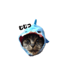 キジトラ猫まりぃたん（個別スタンプ：1）