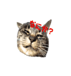 キジトラ猫まりぃたん（個別スタンプ：2）