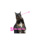 キジトラ猫まりぃたん（個別スタンプ：3）