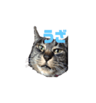 キジトラ猫まりぃたん（個別スタンプ：4）