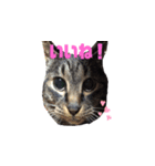 キジトラ猫まりぃたん（個別スタンプ：5）
