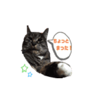キジトラ猫まりぃたん（個別スタンプ：7）