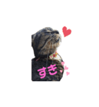 キジトラ猫まりぃたん（個別スタンプ：9）