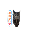 キジトラ猫まりぃたん（個別スタンプ：10）