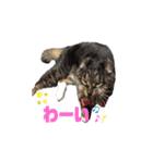 キジトラ猫まりぃたん（個別スタンプ：14）