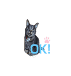 キジトラ猫まりぃたん（個別スタンプ：15）