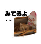 めいると愉快な仲間たち♡（個別スタンプ：38）