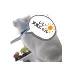 猫のフランはくにゃんdays 2（個別スタンプ：3）