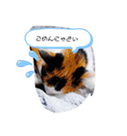猫のフランはくにゃんdays 2（個別スタンプ：4）