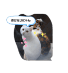 猫のフランはくにゃんdays 2（個別スタンプ：5）