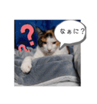 猫のフランはくにゃんdays 2（個別スタンプ：6）