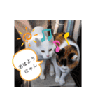 猫のフランはくにゃんdays 2（個別スタンプ：7）