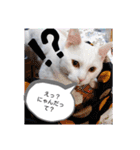 猫のフランはくにゃんdays 2（個別スタンプ：9）