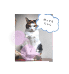 猫のフランはくにゃんdays 2（個別スタンプ：10）