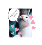 猫のフランはくにゃんdays 2（個別スタンプ：13）