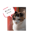 猫のフランはくにゃんdays 2（個別スタンプ：14）