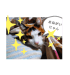 猫のフランはくにゃんdays 2（個別スタンプ：15）