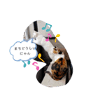猫のフランはくにゃんdays 2（個別スタンプ：16）