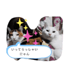 猫のフランはくにゃんdays 2（個別スタンプ：17）