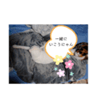 猫のフランはくにゃんdays 2（個別スタンプ：18）