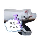 猫のフランはくにゃんdays 2（個別スタンプ：19）