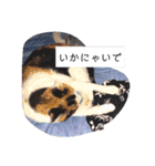 猫のフランはくにゃんdays 2（個別スタンプ：20）