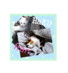 猫のフランはくにゃんdays 2（個別スタンプ：21）