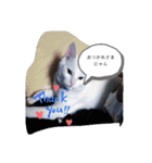 猫のフランはくにゃんdays 2（個別スタンプ：22）