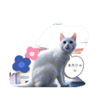 猫のフランはくにゃんdays 2（個別スタンプ：24）