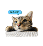 アメにゃんズ（個別スタンプ：1）