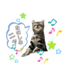 アメにゃんズ（個別スタンプ：2）