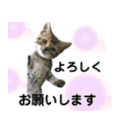 アメにゃんズ（個別スタンプ：3）